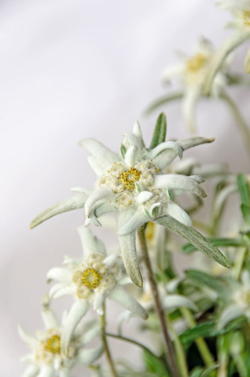 Edelweiss